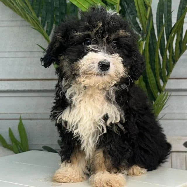 Kate - Bernedoodle Female