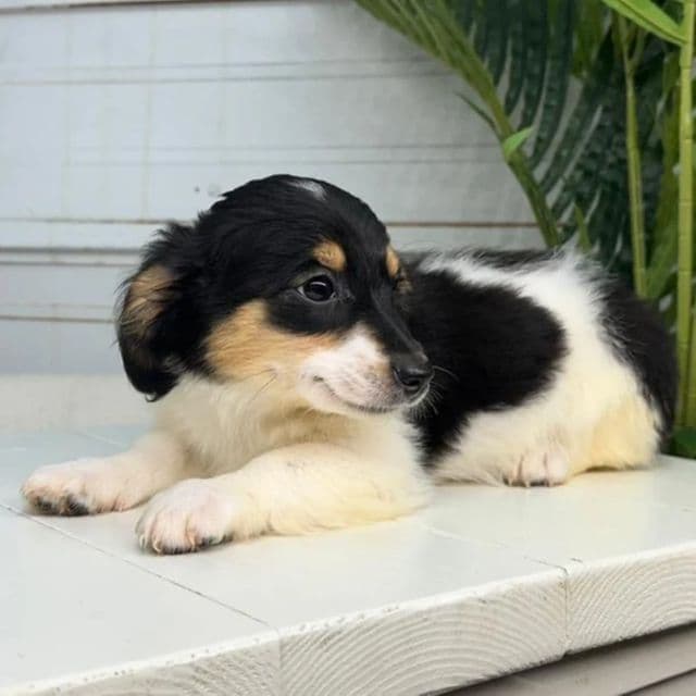 Monica - Bernedoodle Male