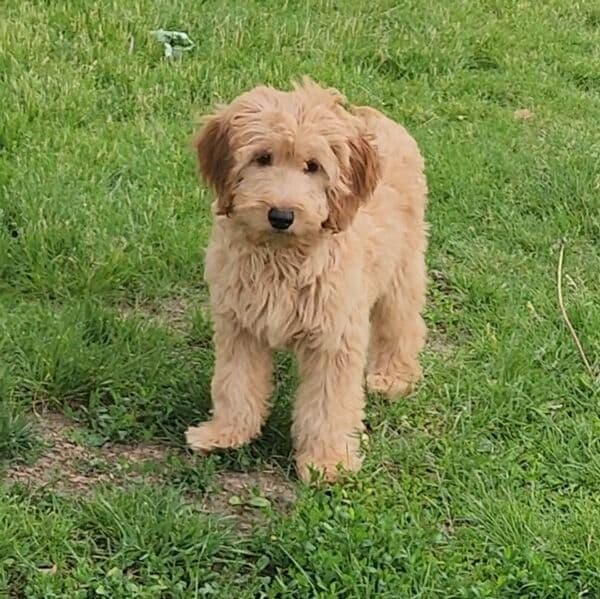 Oliver(mini) - Goldendoodle Male