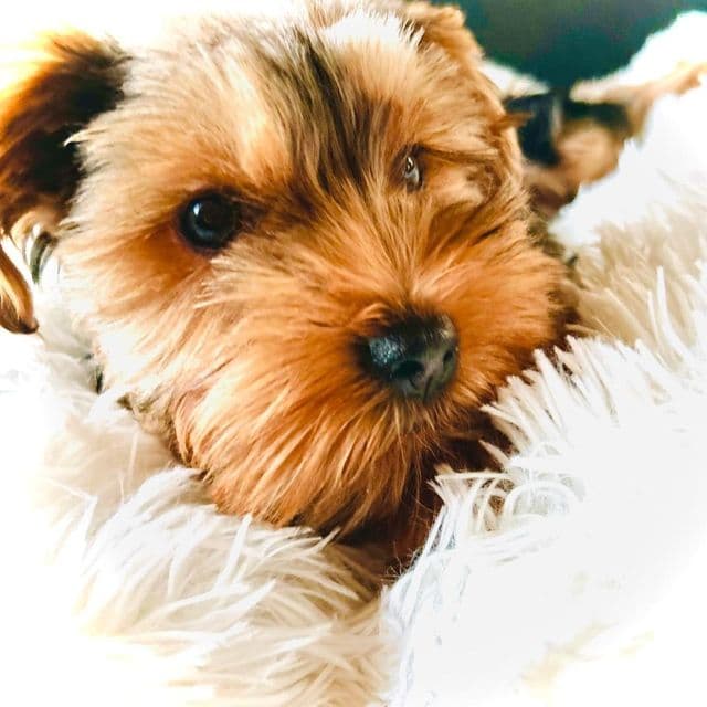 Max - Yorkshire Terrier Male