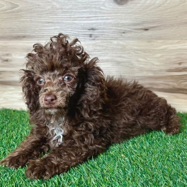 JoJo - Toy Poodle Female