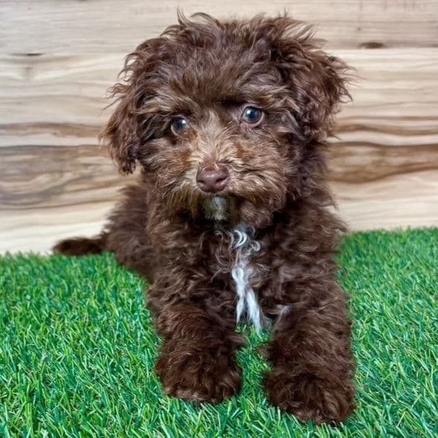 Jayla - Toy Poodle Female
