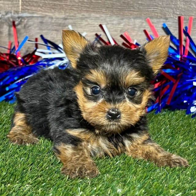 Ray - Yorkshire Terrier Male