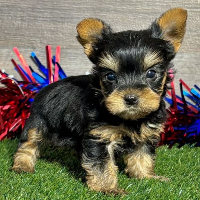 Roy - Yorkshire Terrier Male