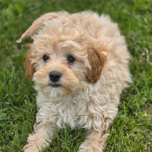 Hank - Cavapoo Male