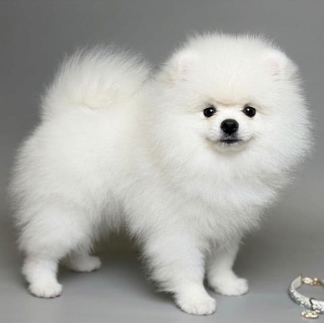 NAYSON Von Rikos - Pomeranian Male