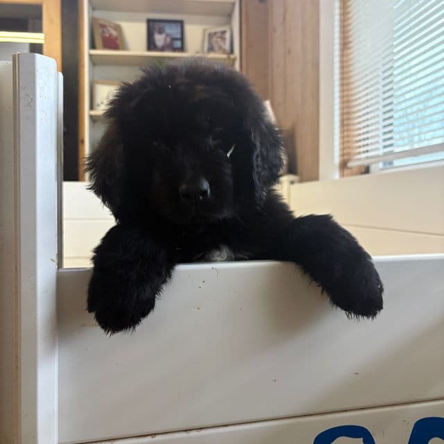 Bae - Newfoundland Female
