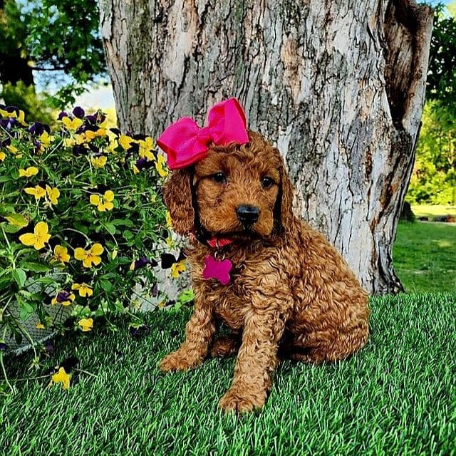 Betsy(mini) - Goldendoodle Female