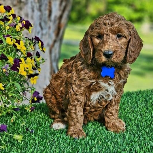 Brody (mini) - Goldendoodle Male