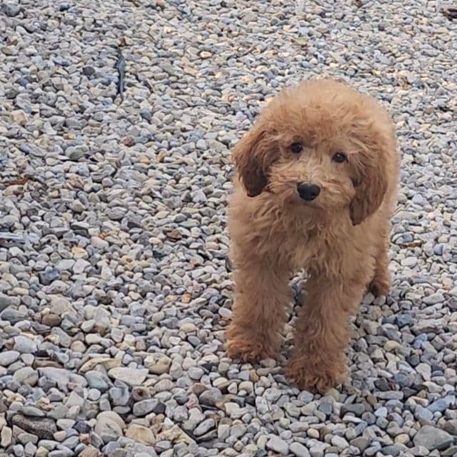 Milo - Goldendoodle Male