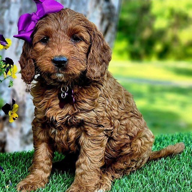Gabby (mini) - Goldendoodle Female