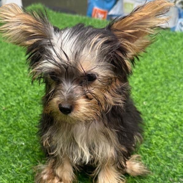 Haughie - Yorkshire Terrier Male