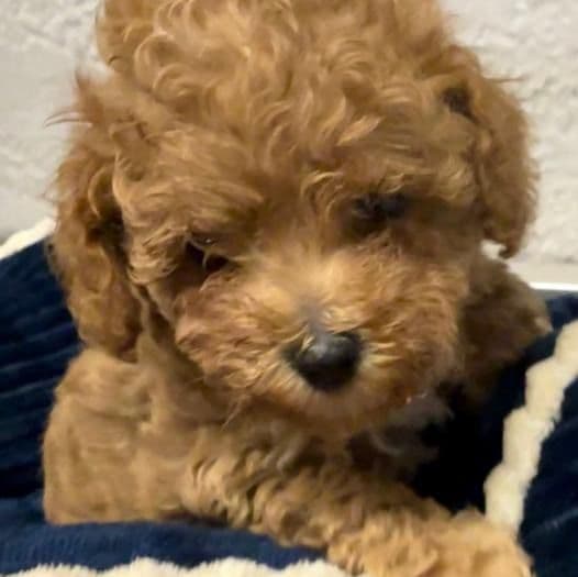 Royce - Toy Poodle Male