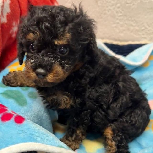 Axel - Toy Poodle Male