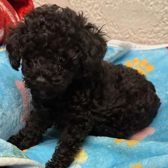 Alex - Toy Poodle Male