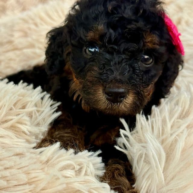 Sunny - Standard Poodle Female