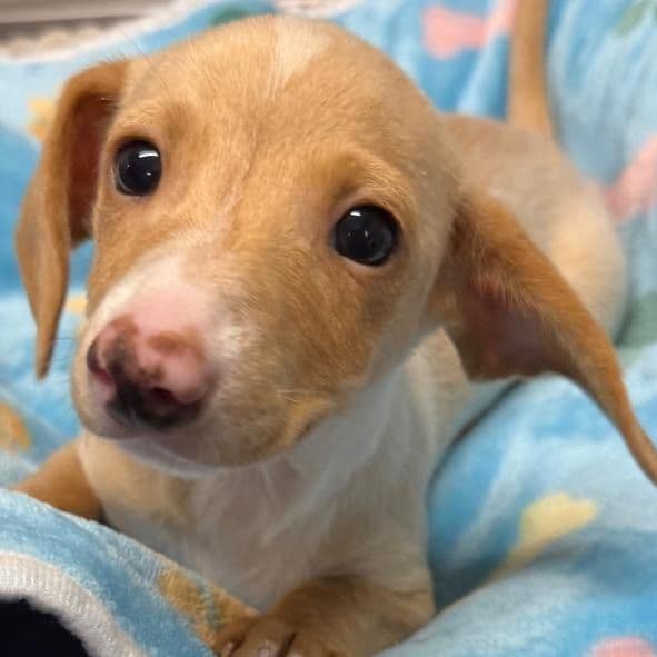 Davy - Dachshund Male