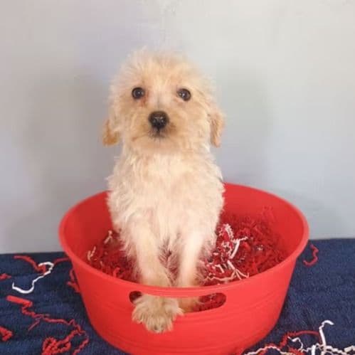Sweetie - Havapoo Female
