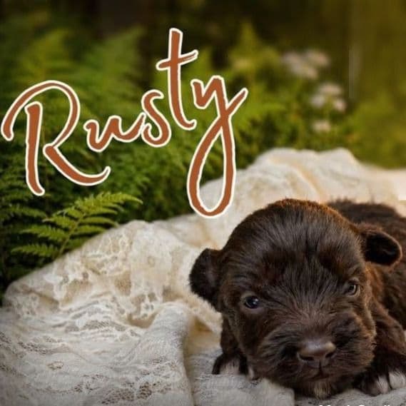 Akc Rusty - Miniature Schnauzer Male