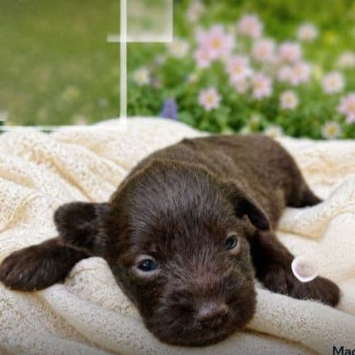 Akc Jacks - Miniature Schnauzer Male