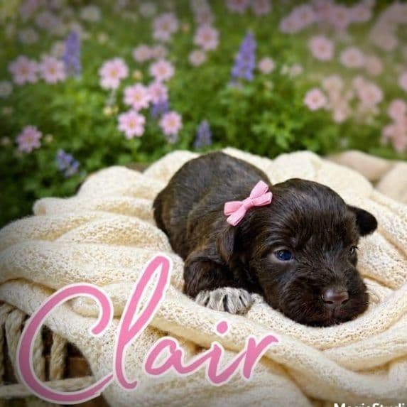 Akc Clair - Miniature Schnauzer Female