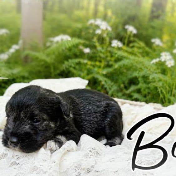 Akc Bo - Miniature Schnauzer Male