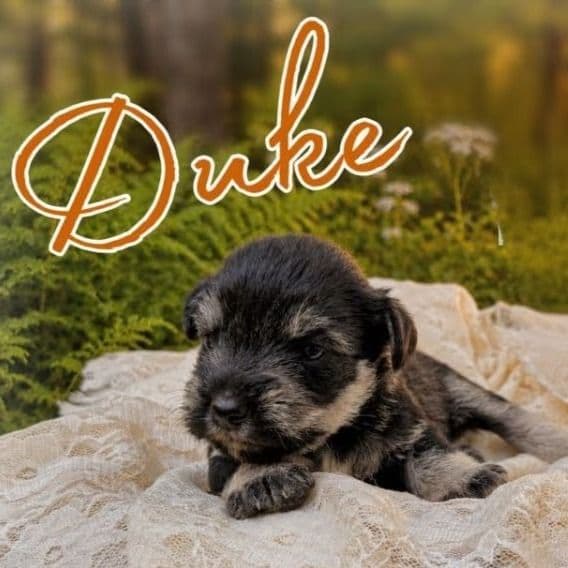 Akc Duke - Miniature Schnauzer Male