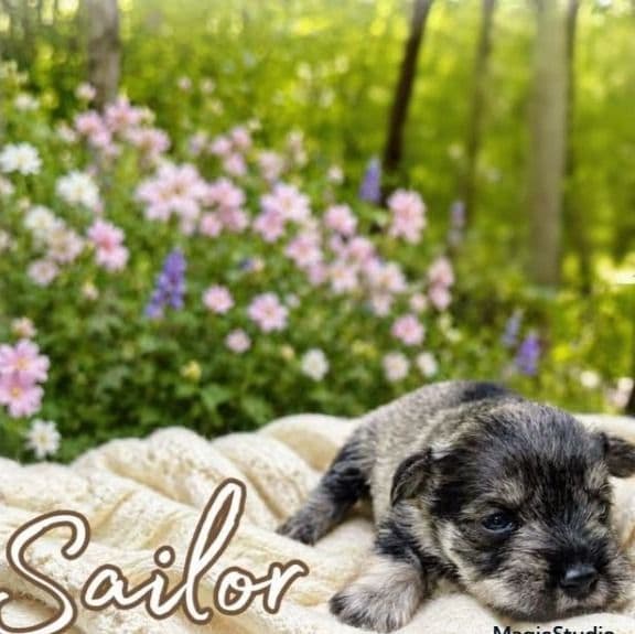 Akc Sailor - Miniature Schnauzer Male