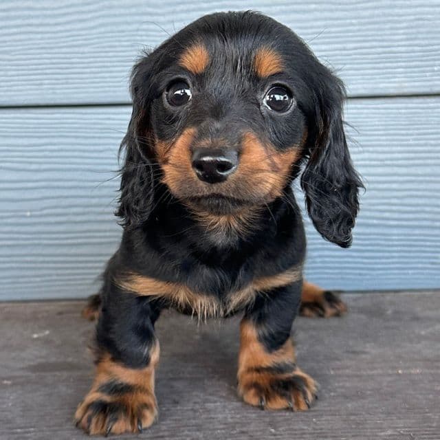 Freddy - Dachshund Male