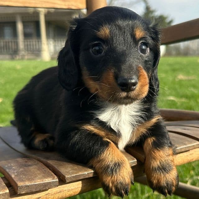 Sonic - Dachshund Male