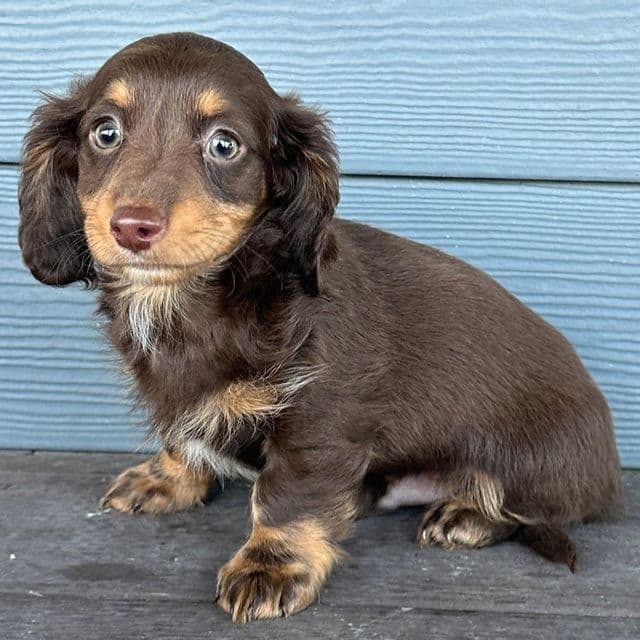 Culver - Dachshund Male