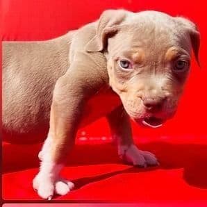Male 2 - American Bully Male