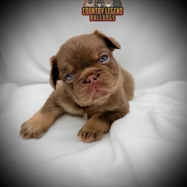 Dannie - French Bulldog Male