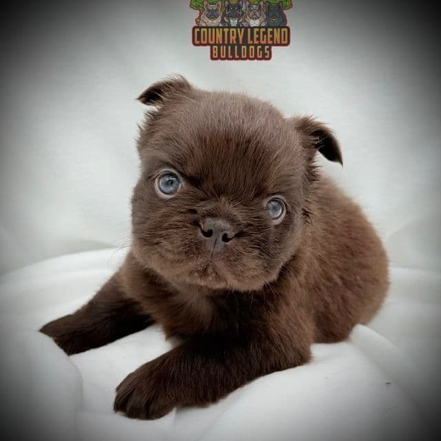 Kenicky - French Bulldog Male