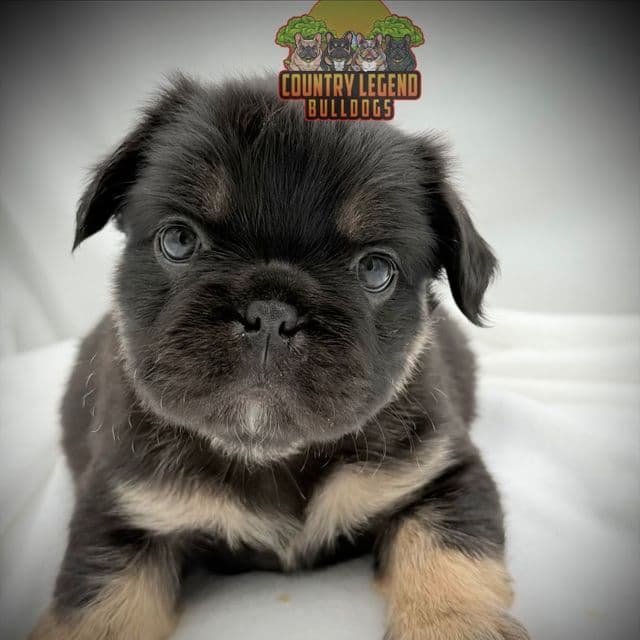 Rizzo - French Bulldog Female