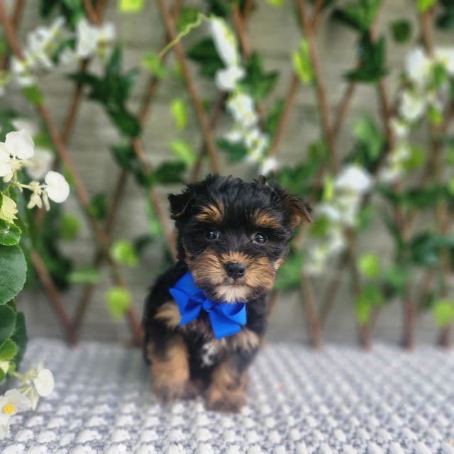 Theo - Morkie Male