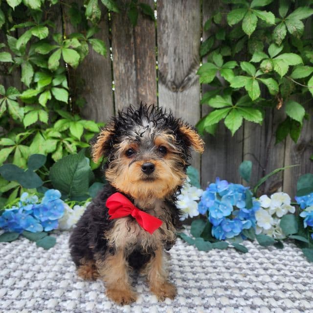 Tiny Timmy - Yorkshire Terrier Male