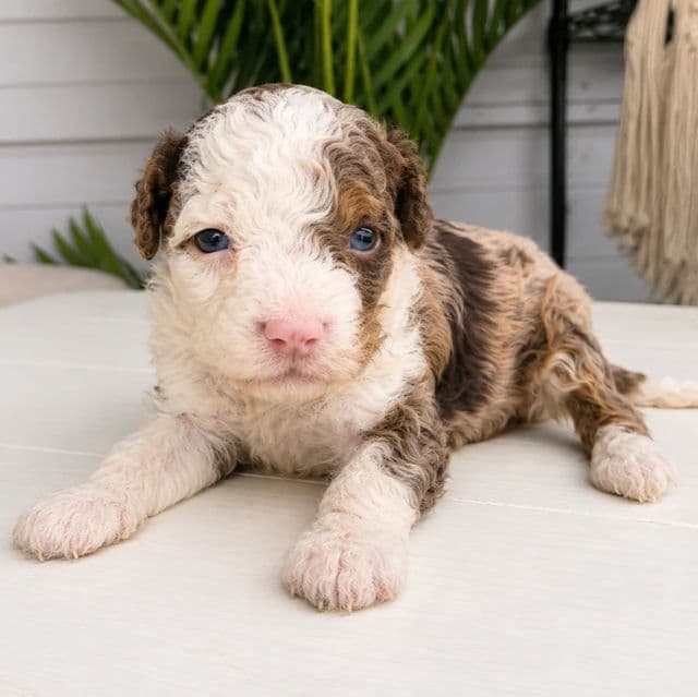 Dallas - Bernedoodle Female