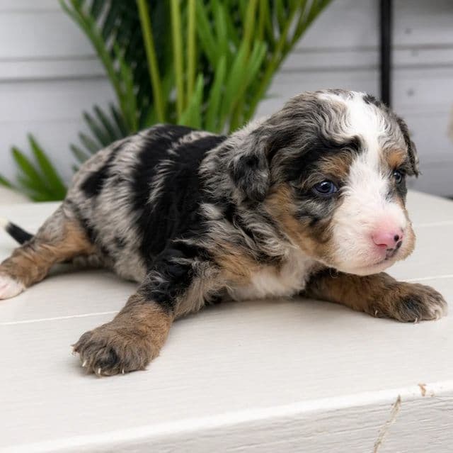 Vienna - Bernedoodle Female