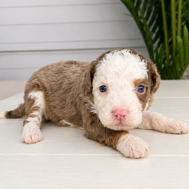 Havana - Bernedoodle Female