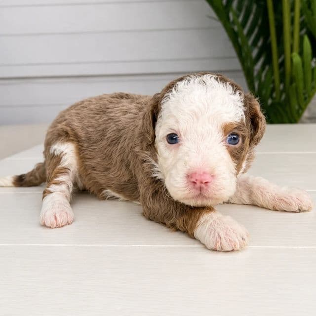 Paris - Bernedoodle Female