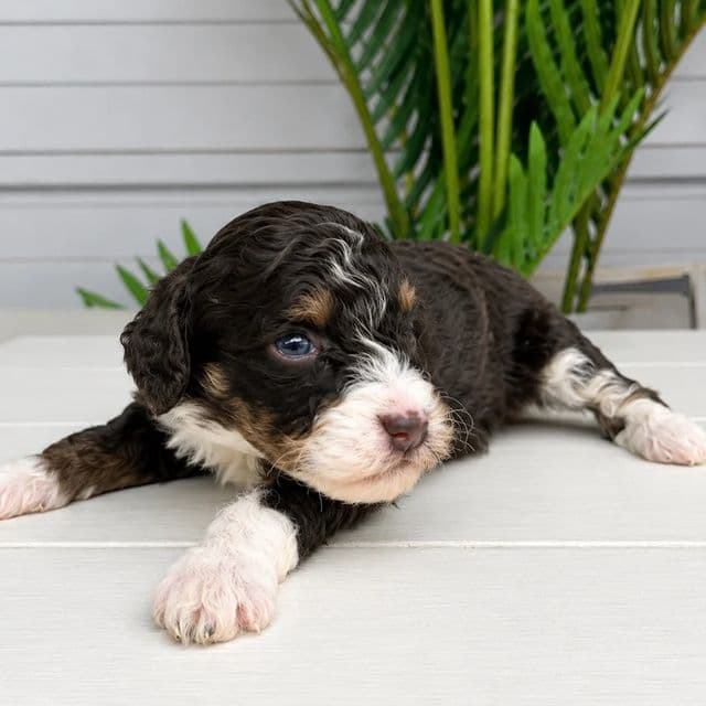 Malta - Bernedoodle Female