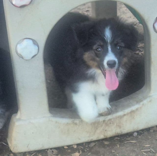 Kit kat - Australian Shepherd Male