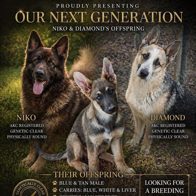 Nimbus - German Shepherd Dog Male