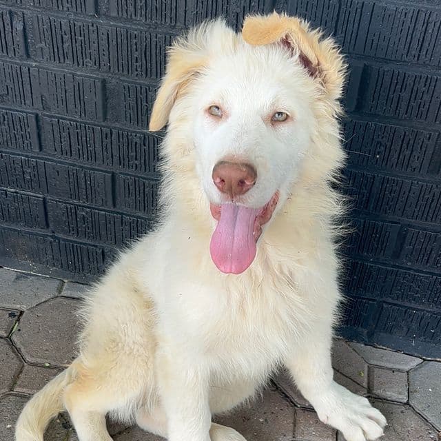 Casper - German Shepherd Dog Male
