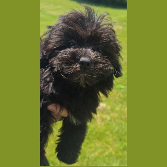 Catia - Maltipoo Female