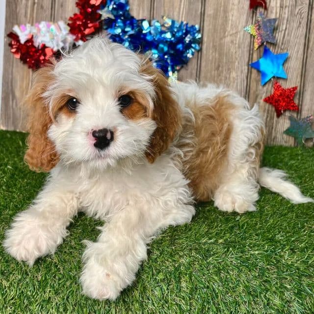 Cody - Cavapoo Male
