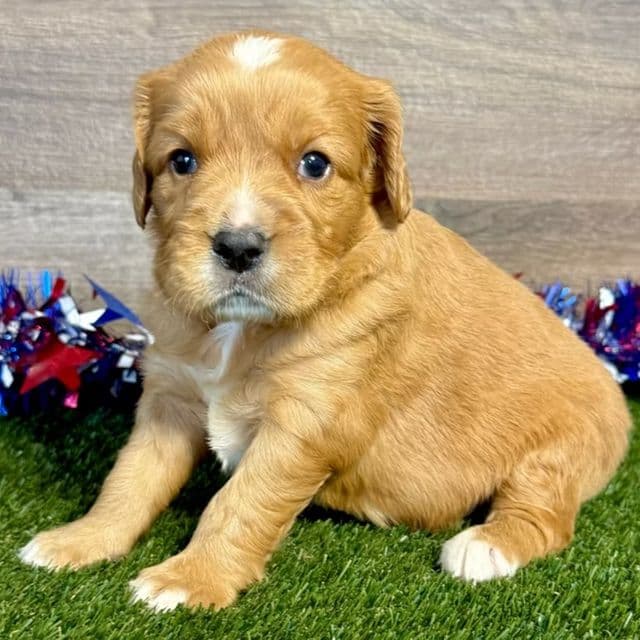 Gus - Golden Retriever Male