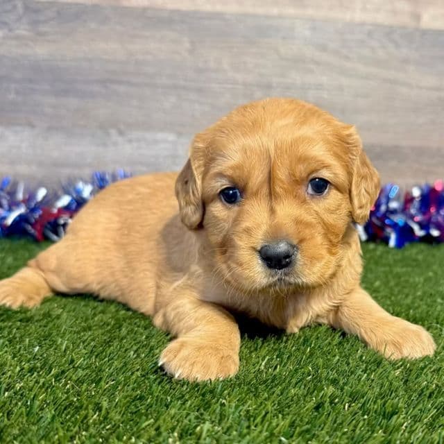 Gladys - Golden Retriever Female