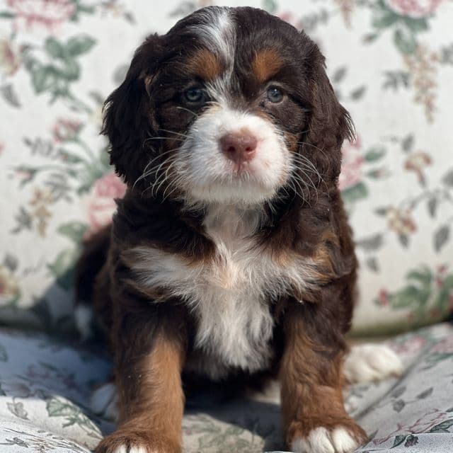 Honey - Bernedoodle Female